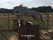 Vir