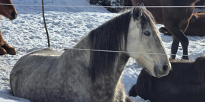 Inesse des Balmes