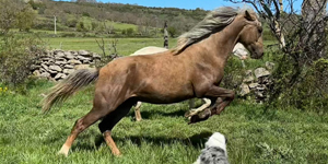 Nabab des Aurès